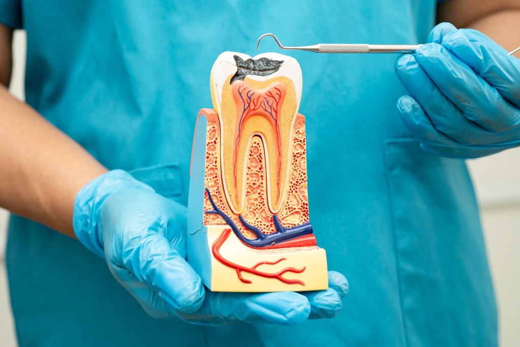 artificial tooth showing veins and tooth anatomy